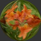 Rhododendron -  3D Intertlaced Bild an einem Polfilter Monitor oder 3D TV anschauen.