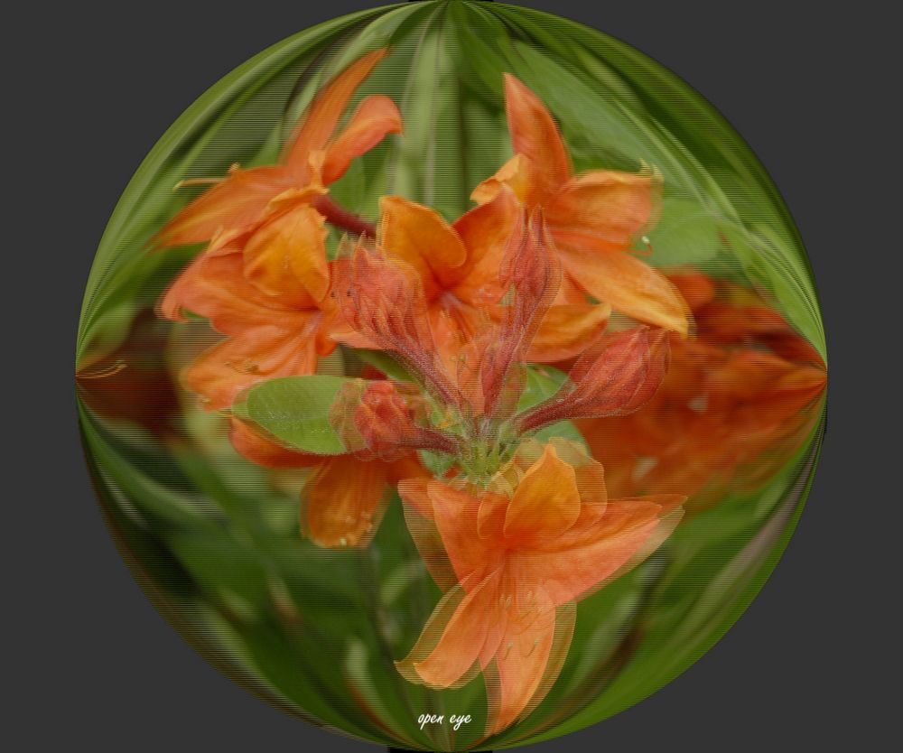 Rhododendron -  3D Intertlaced Bild an einem Polfilter Monitor oder 3D TV anschauen.