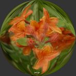 Rhododendron -  3D Intertlaced Bild an einem Polfilter Monitor oder 3D TV anschauen.