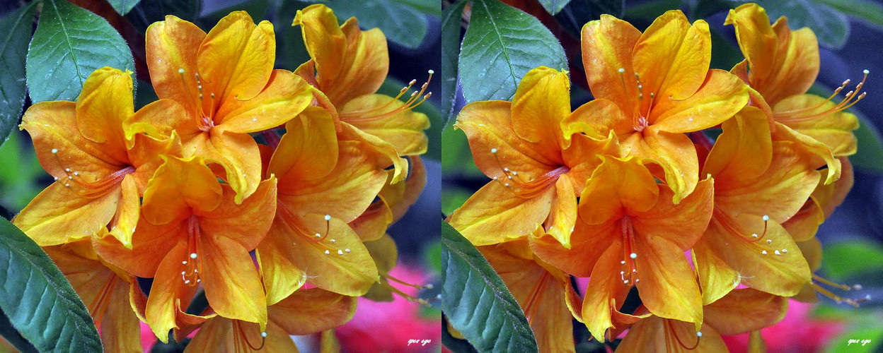 Rhododendron - 3D Kreuzblick