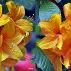 Rhododendron - 3D Kreuzblick