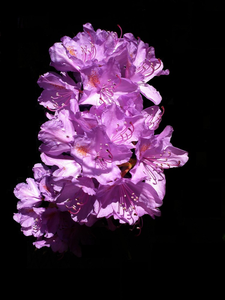 Rhododendron