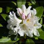 Rhododendron