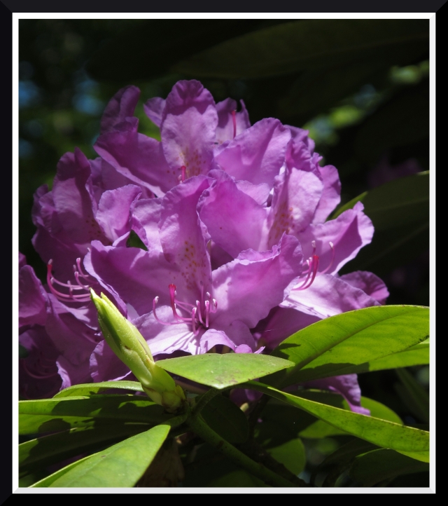 Rhododendron