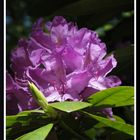 Rhododendron