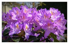 rhododendron