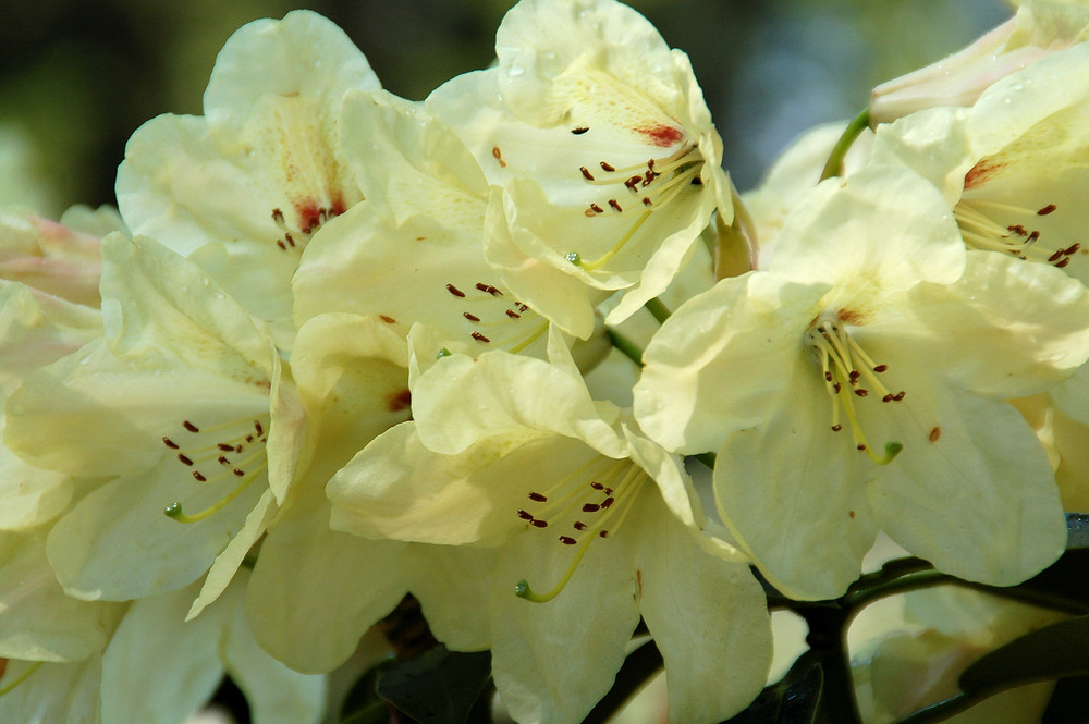 Rhododendron (4)