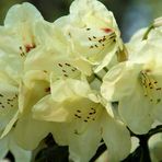 Rhododendron (4)