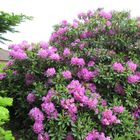 Rhododendron 4