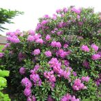 Rhododendron 4