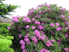 Rhododendron 4