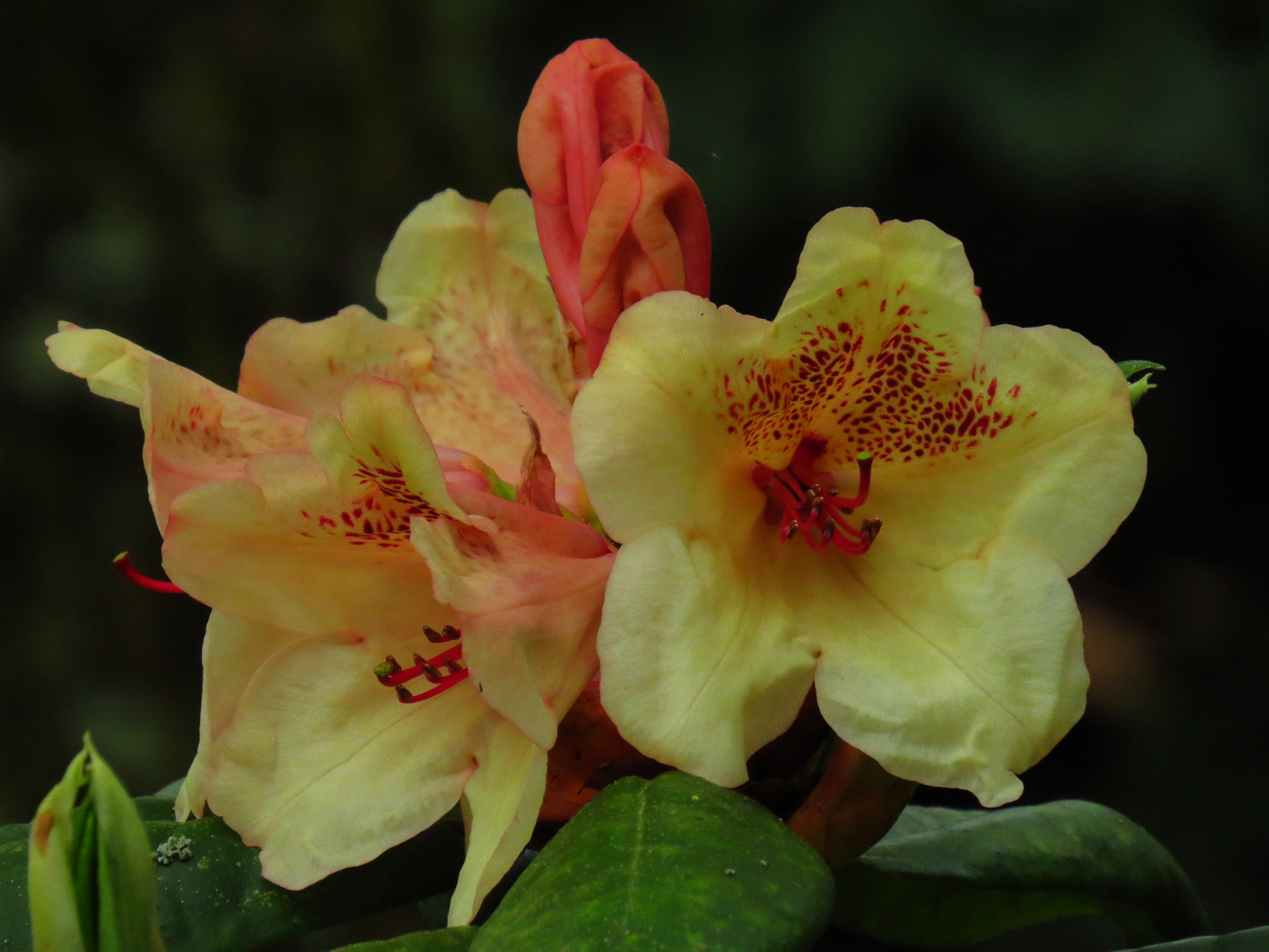 Rhododendron 4