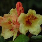 Rhododendron 4