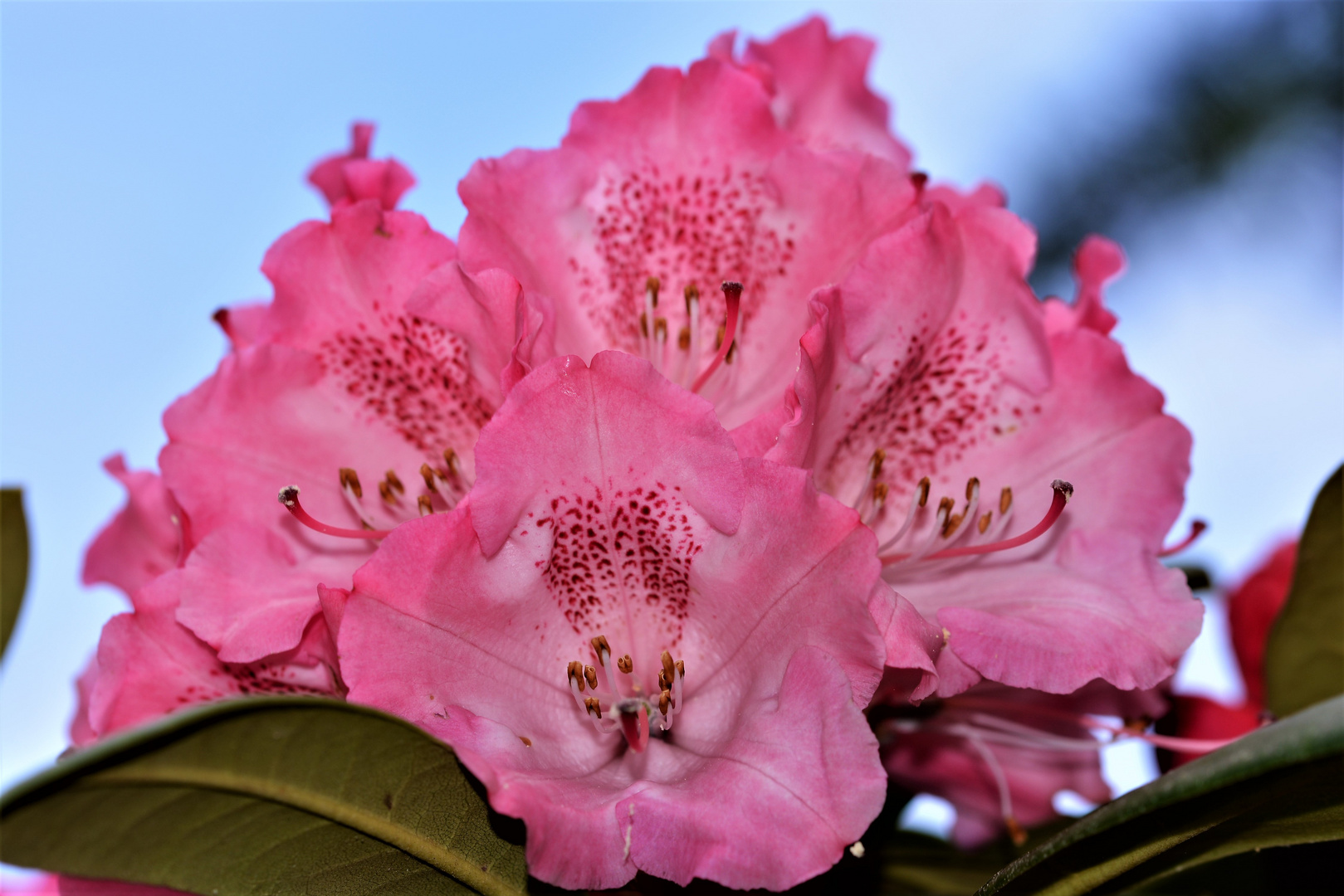 Rhododendron 4