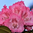 Rhododendron 4