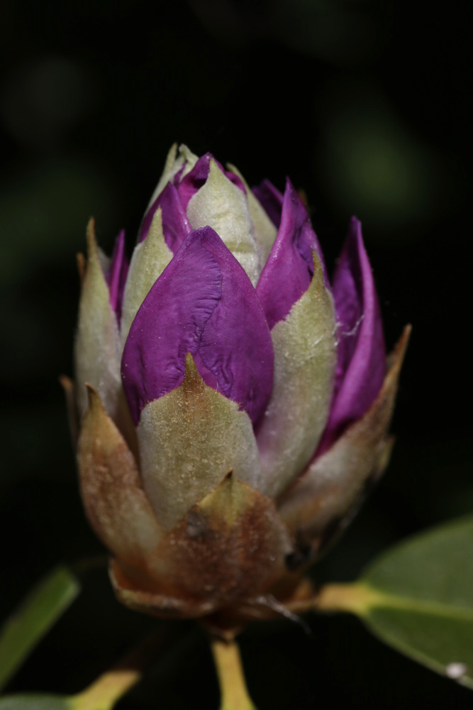 Rhododendron