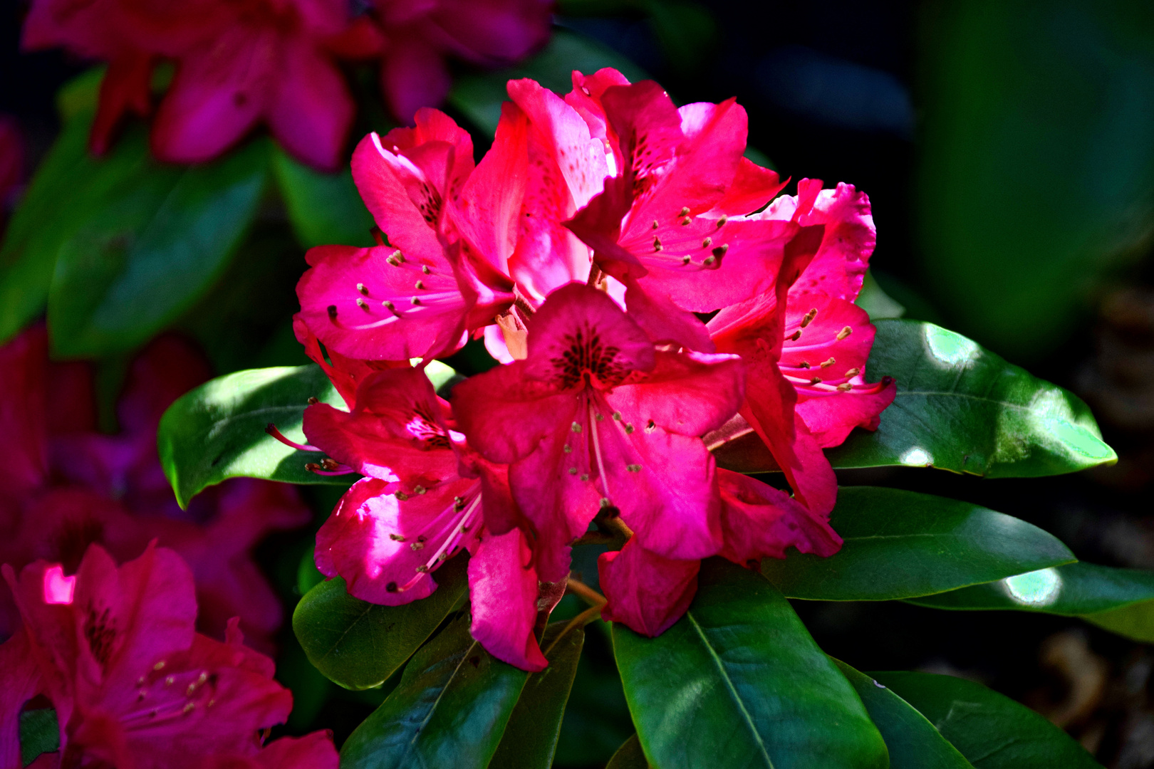 Rhododendron