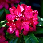 Rhododendron