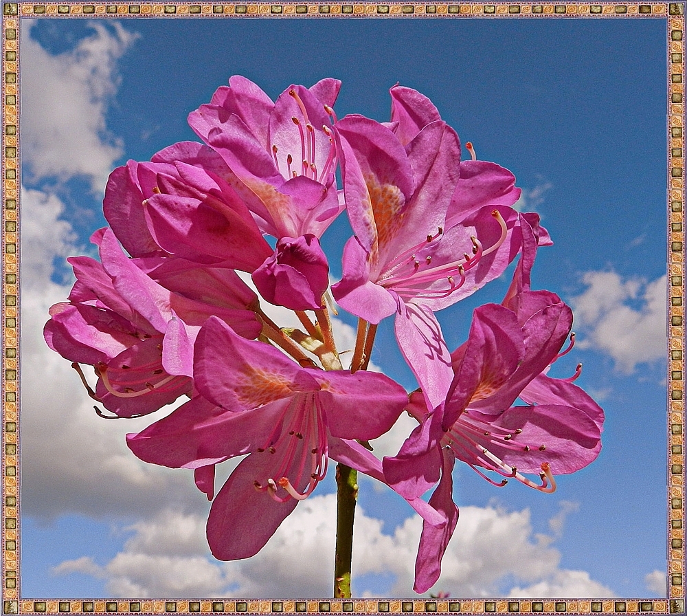 rhododendron