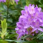 Rhododendron