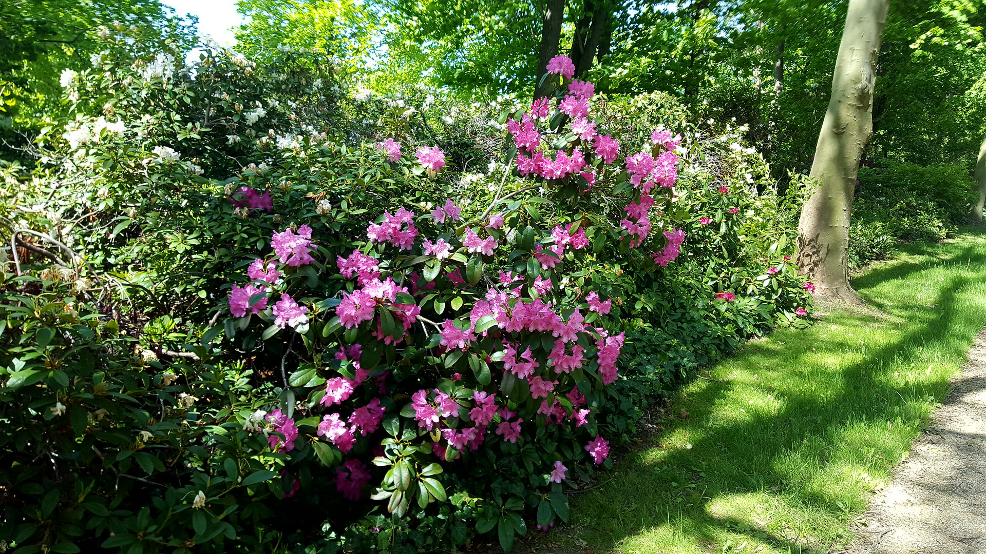 Rhododendron