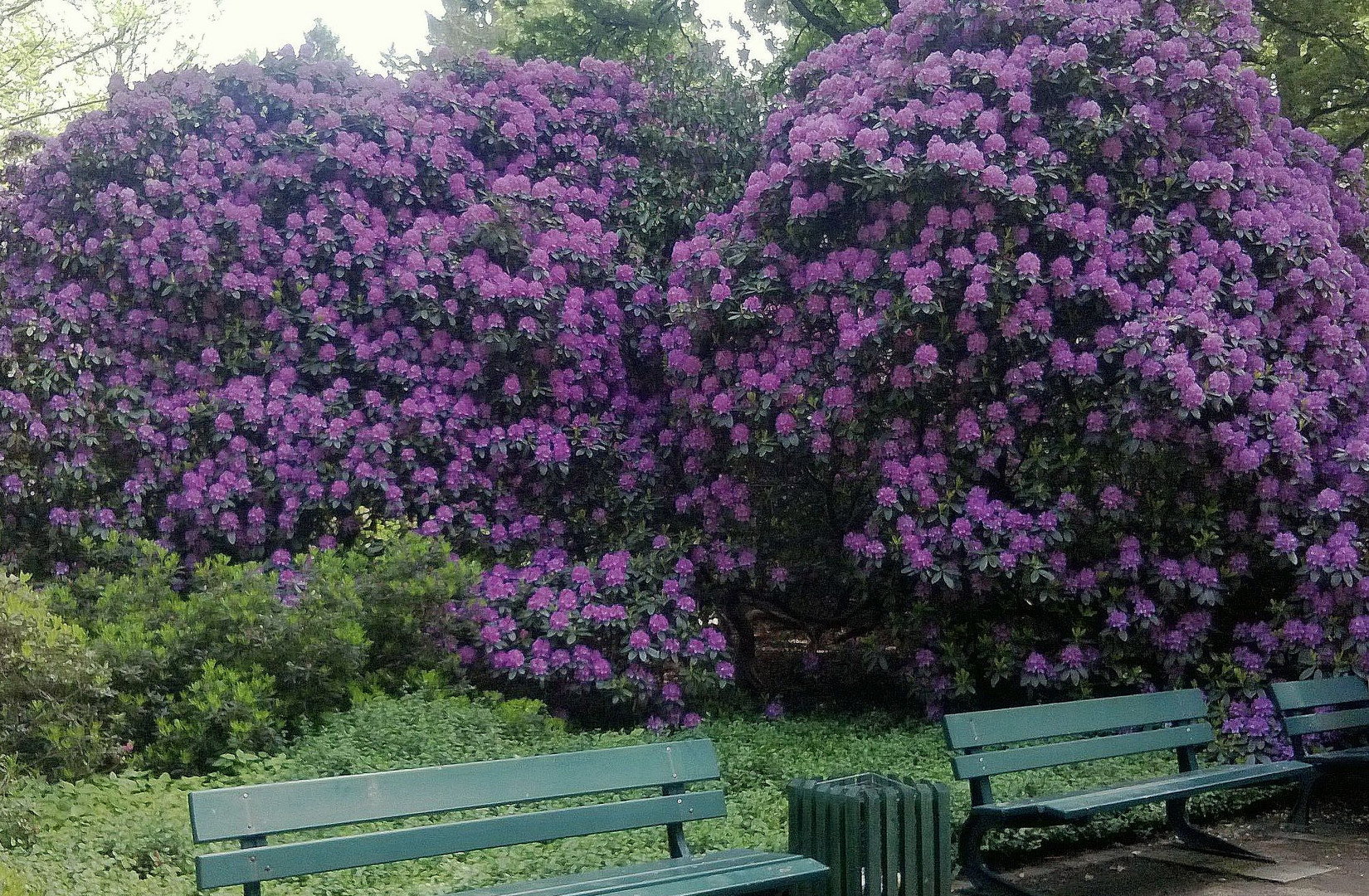 Rhododendron