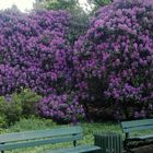 Rhododendron