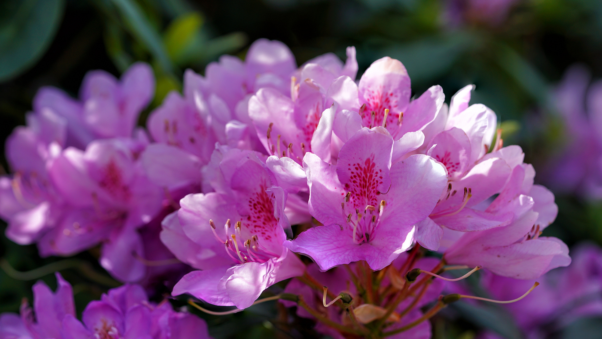 Rhododendron