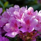 Rhododendron