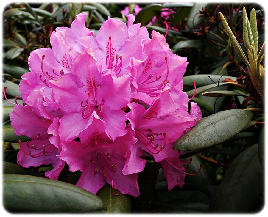 Rhododendron