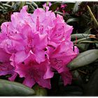 Rhododendron