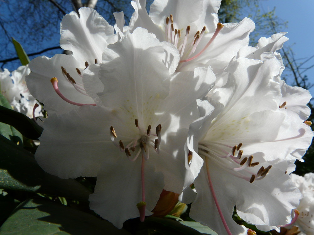 Rhododendron