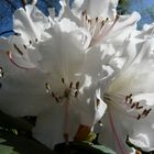 Rhododendron