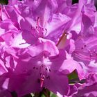 Rhododendron