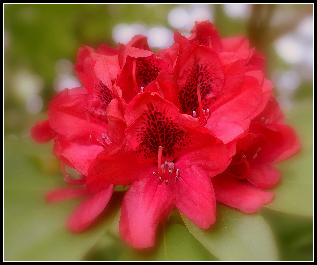 rhododendron