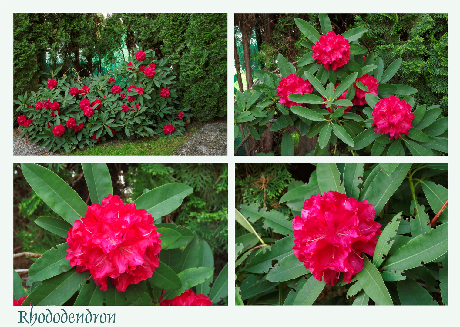 ...Rhododendron 