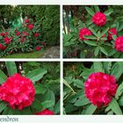 ...Rhododendron 