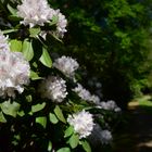 Rhododendron 