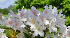 rhododendron