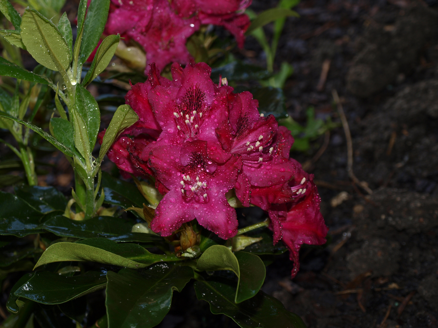 ***Rhododendron***