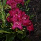 ***Rhododendron***