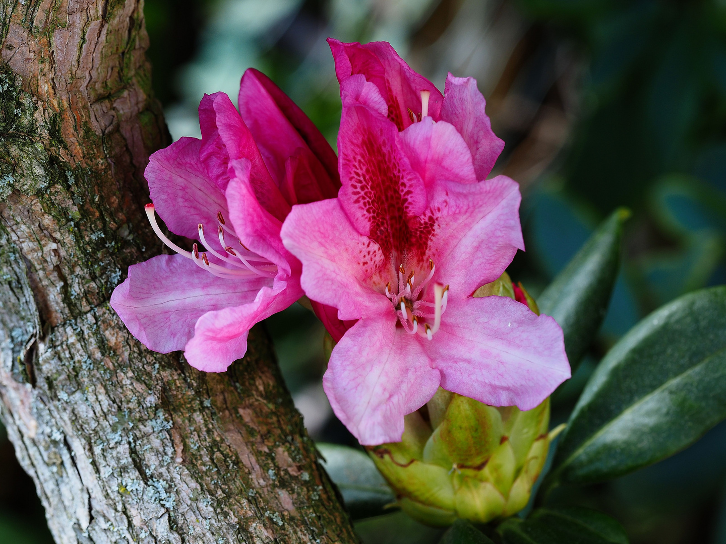 Rhododendron