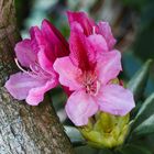 Rhododendron