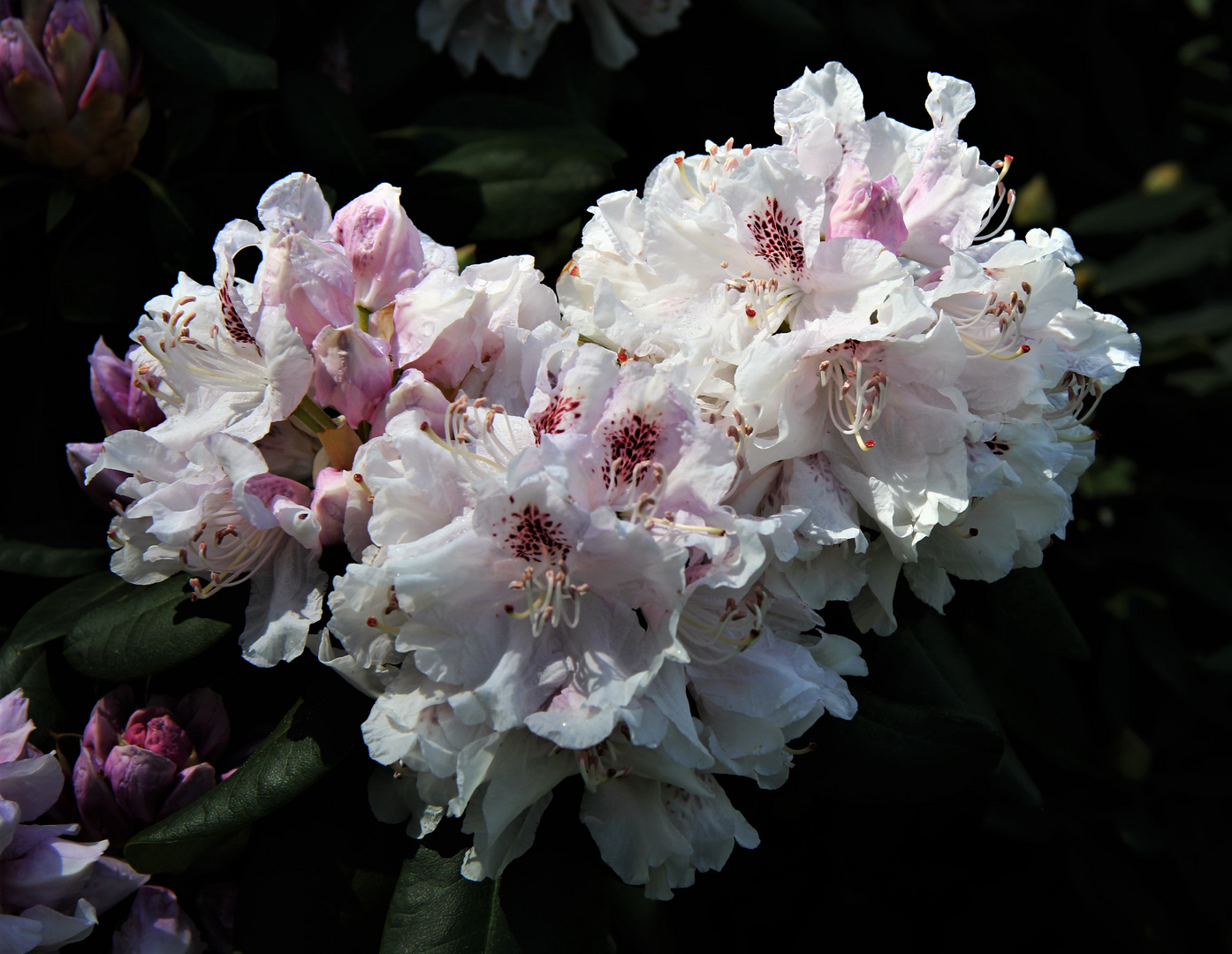 Rhododendron