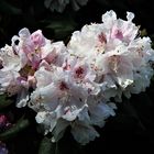 Rhododendron