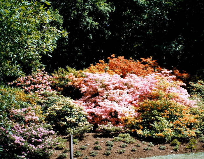 Rhododendron