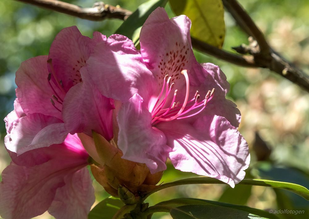 Rhododendron