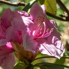 Rhododendron