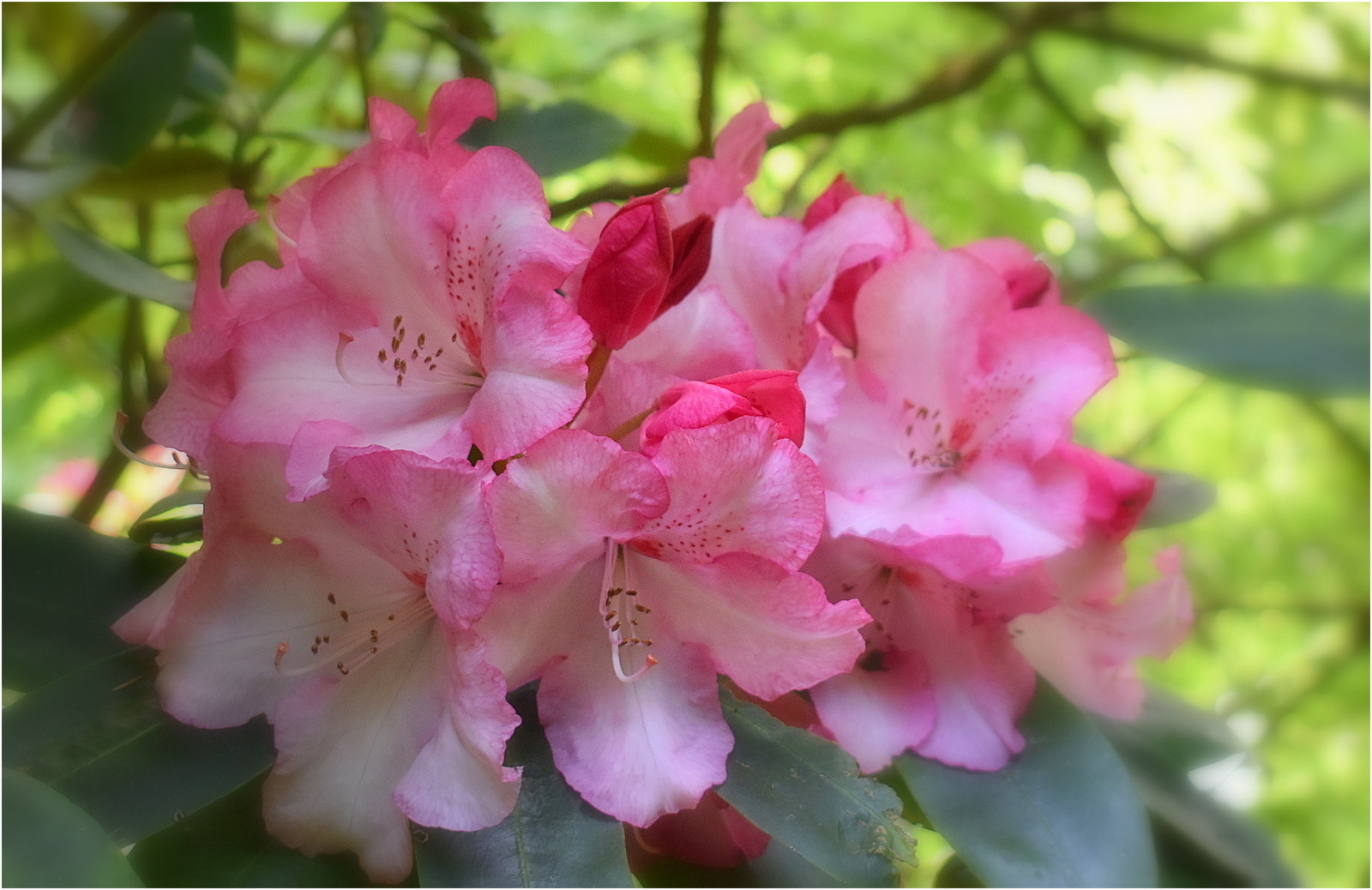 rhododendron