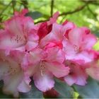 rhododendron